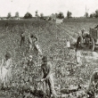 sbanpickingcottonmiss025.jpg